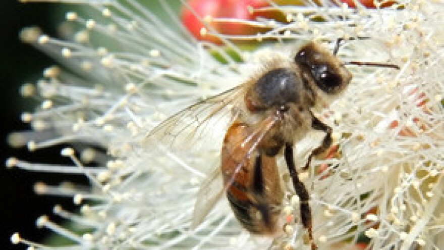 EU će nadzirati mortalitet pčela