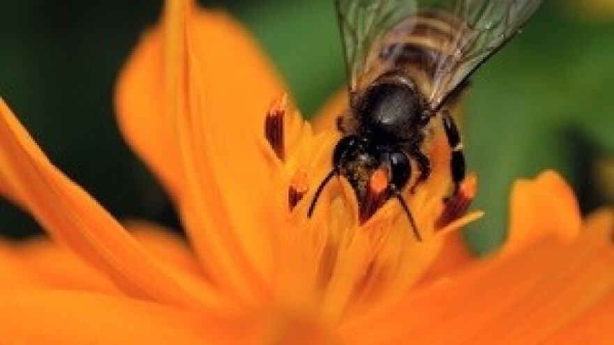 Pomor pčela diljem Hrvatske zvoni na uzbunu