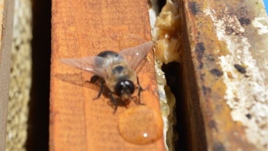 Traži se superpčela 2.0!