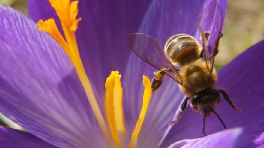 Proizvodnja meda već pet desetljeća