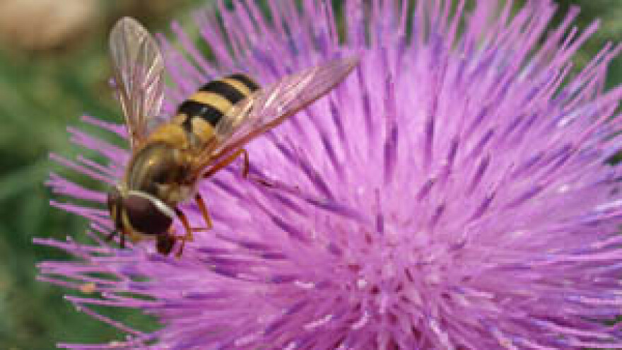 Na pčelarski sajam u Gudovac dolaze i Finci