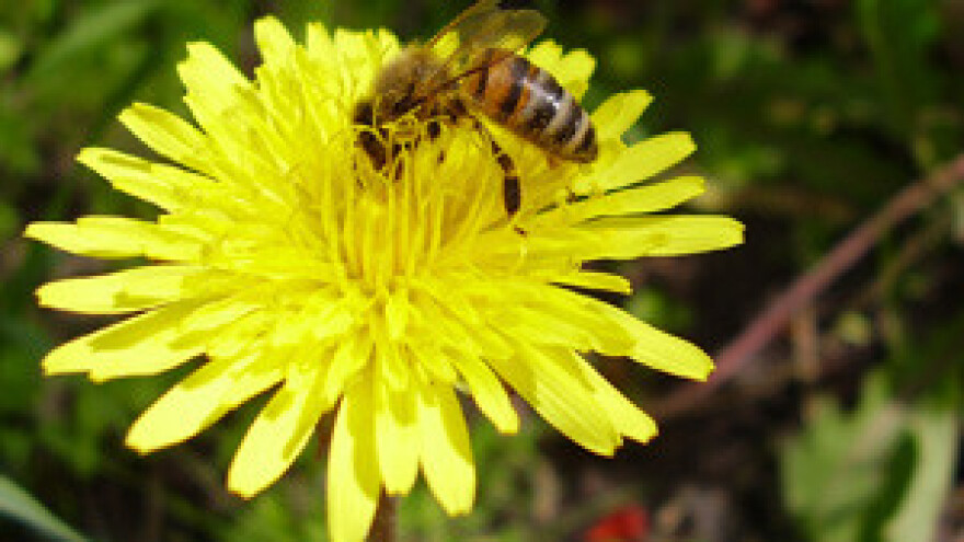Održan 7. međunarodni pčelarski sajam u Gudovcu