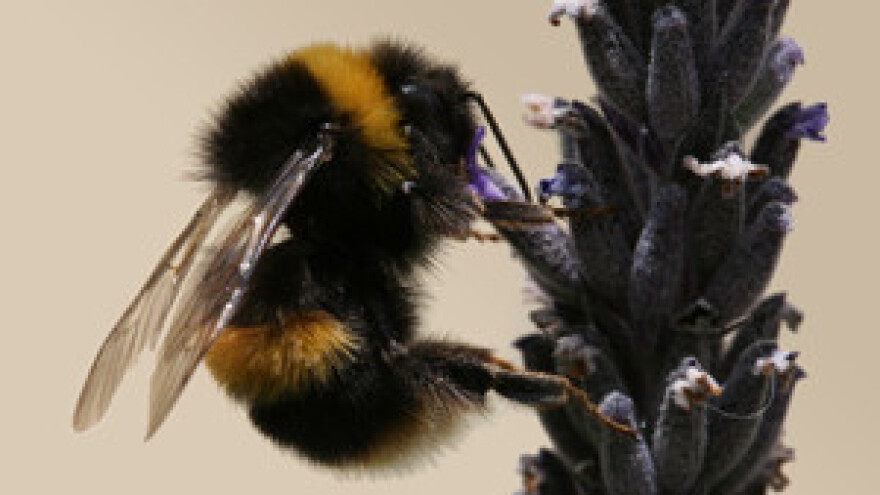 Pčelari traže i poticaje po košnici i kilogramu meda