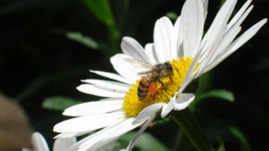 Odumiranje pčela osiromašuje gospodarstvo