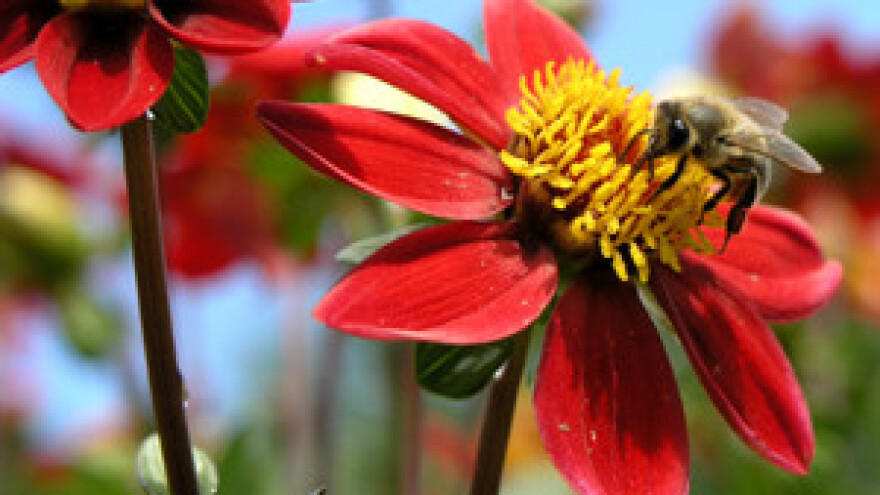 Pčelarima 18 milijuna kuna potpore