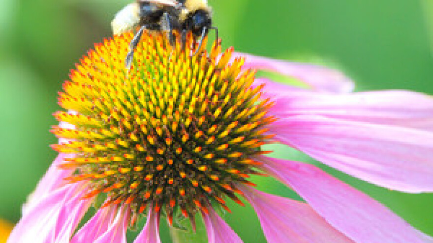 I Hrvatskoj prijeti masovni pomor pčela