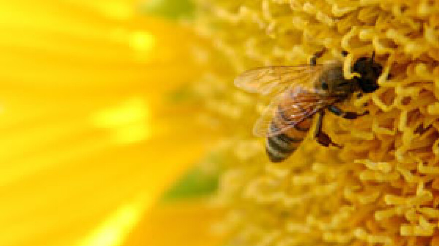 Seminar "Ekološko pčelarstvo s primjerima dobre prakse"