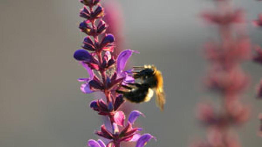 Protiv Čobankovića ustali i pčelari