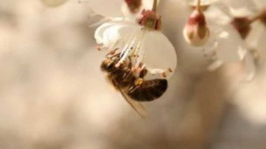 Specijalizirani veterinari za pčele?