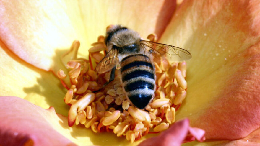 Sačuvajmo pčele - spasimo živi svet