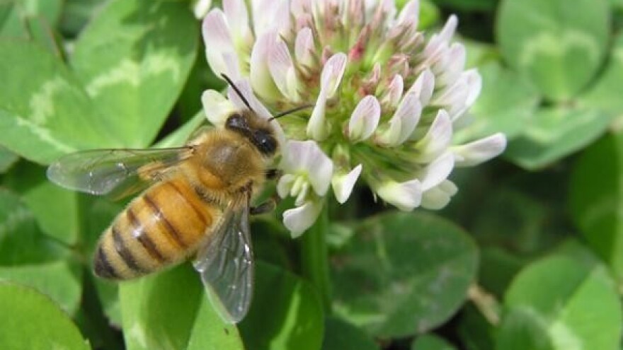 Svjetski pčelarski kongres Apimondie