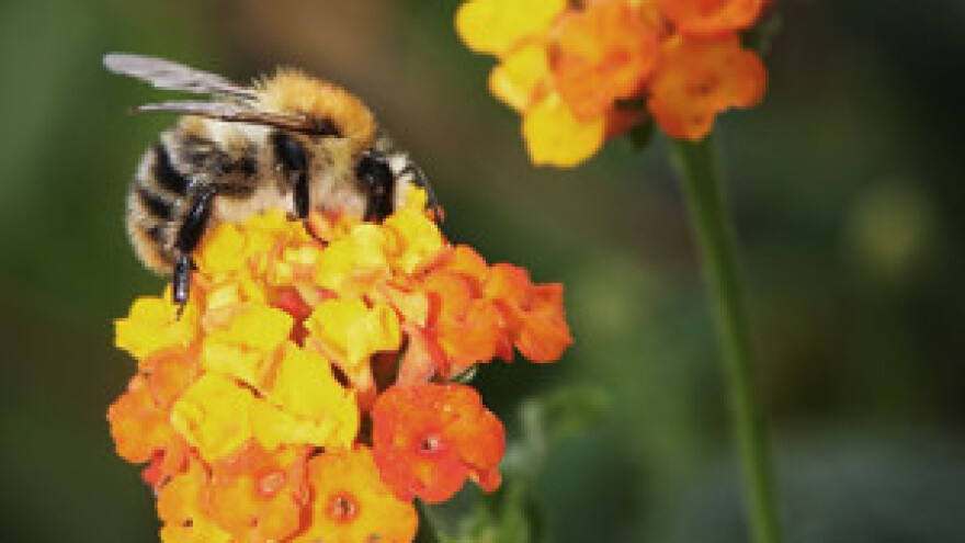 Pomor pčela zbog pesticida i u Hrvatskoj