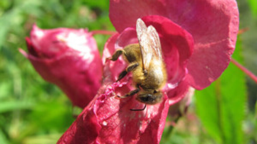 Za pomor populacije pčela krivi su mobiteli!