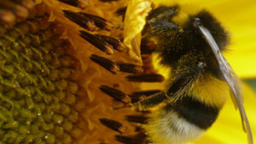 Pčelari: Pesticidi će uništiti pčele