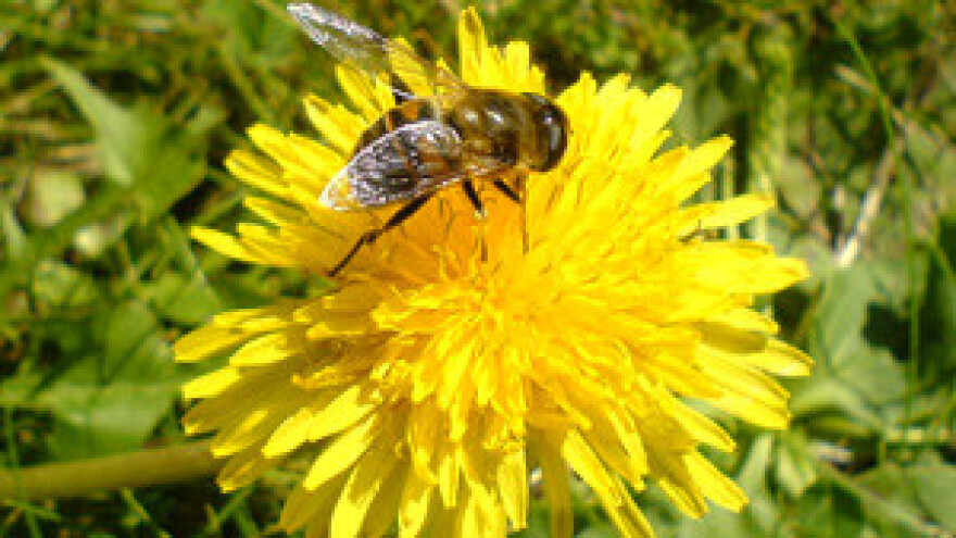 Nezadovoljni pčelari traže hitan sastanak s premijerkom