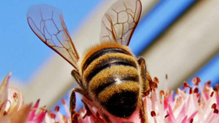 Sastanak oko Nacionalnog pčelarskog programa