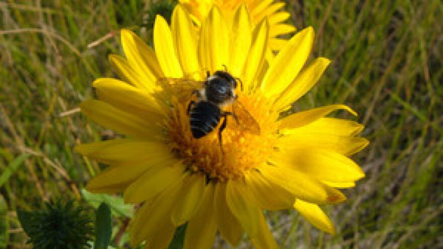 Pčelarima prepolovljena potpora