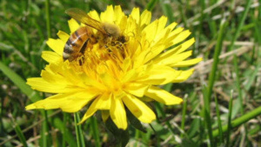 Poticaji u pčelarstvu 2011-2013