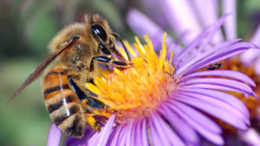 Pčelarima ove godine devet milijuna kuna