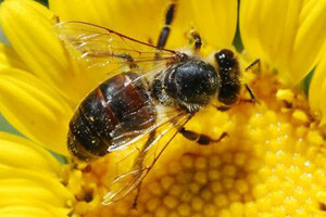 Osim pesticida pčelama prijete i telekomunikacijski uređaji
