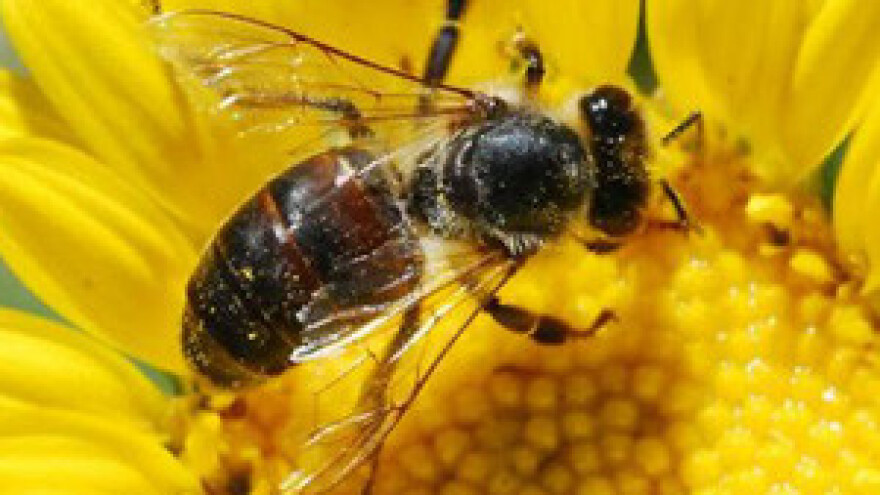 Osim pesticida pčelama prijete i telekomunikacijski uređaji