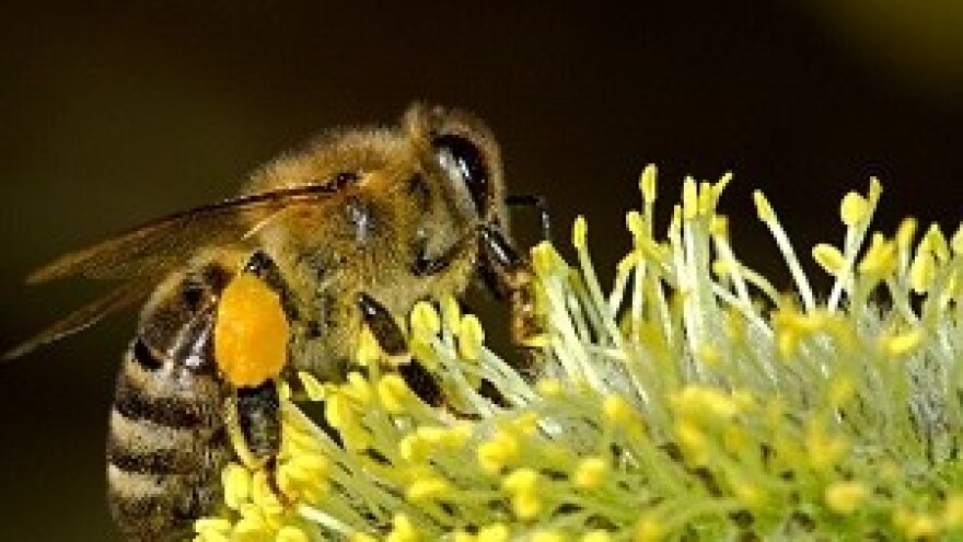 Na greškama uče pčelari