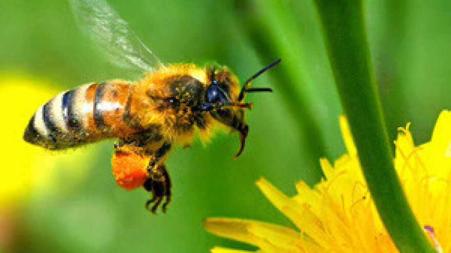 Revolucija u košnicama