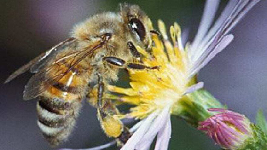 Dobra godina za pčelare