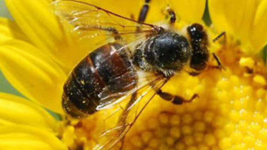 Međunarodni pčelarski sajam Dalmatina