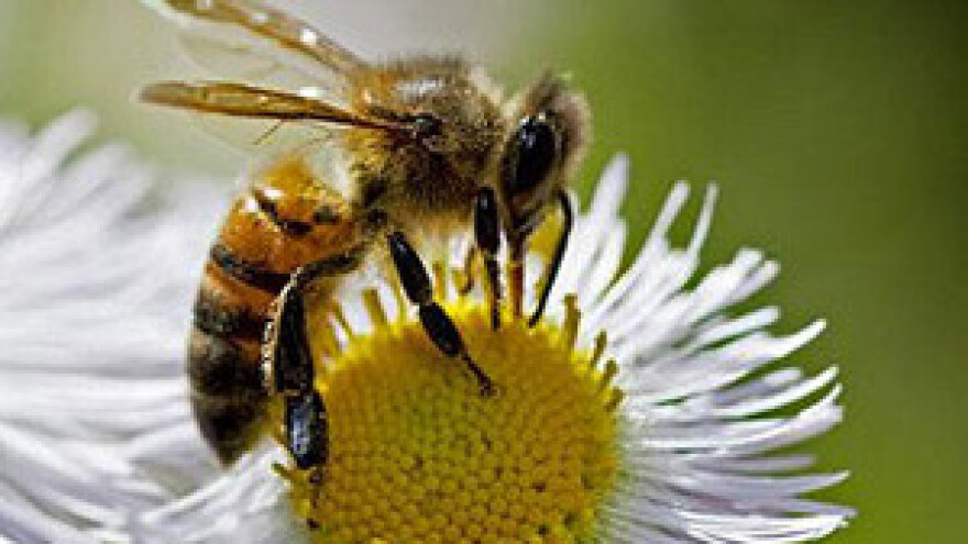 Priča pčelara Josipa Đurana