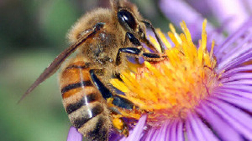 Šokantno otkriće: Parazitske mušice ubijaju pčele!