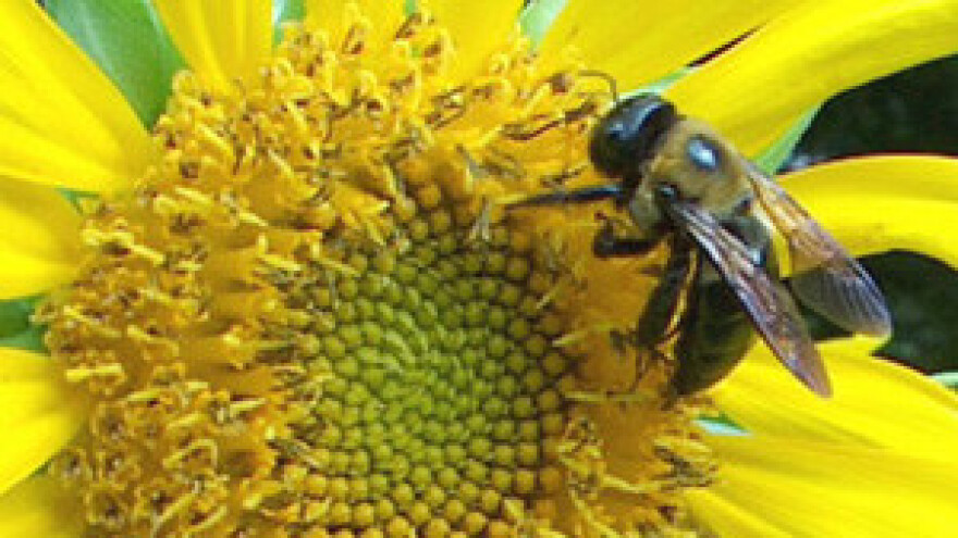 Otrovnost i opasnost sredstava za zaštitu bilja na pčele