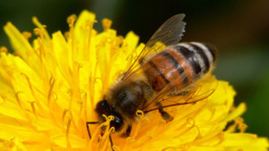 Pčele dobro podnijele ekstremne hladnoće