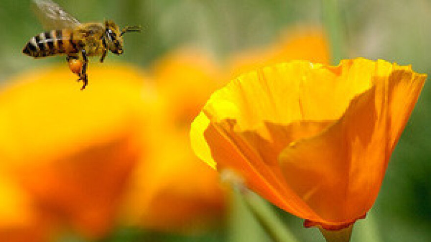 Dobra pčelarska praksa