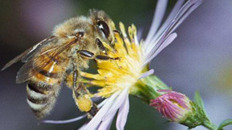 Pčelinja populacija naglo opada