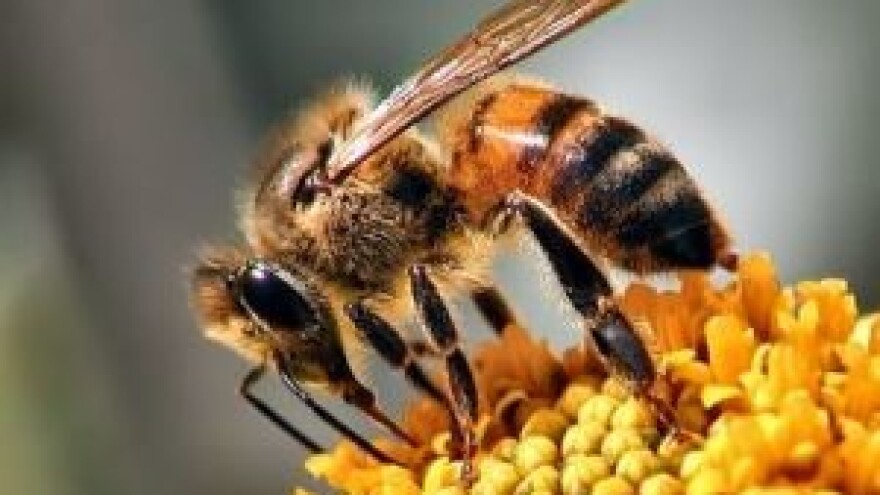 10. Međunarodni pčelarski sajam