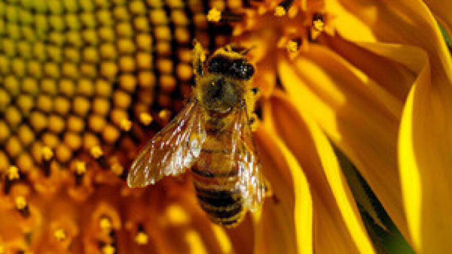 Europska komisija istražuje insekticide