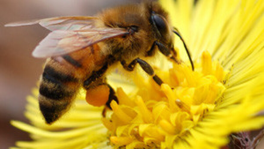 Mraz prepolovio pašu meda