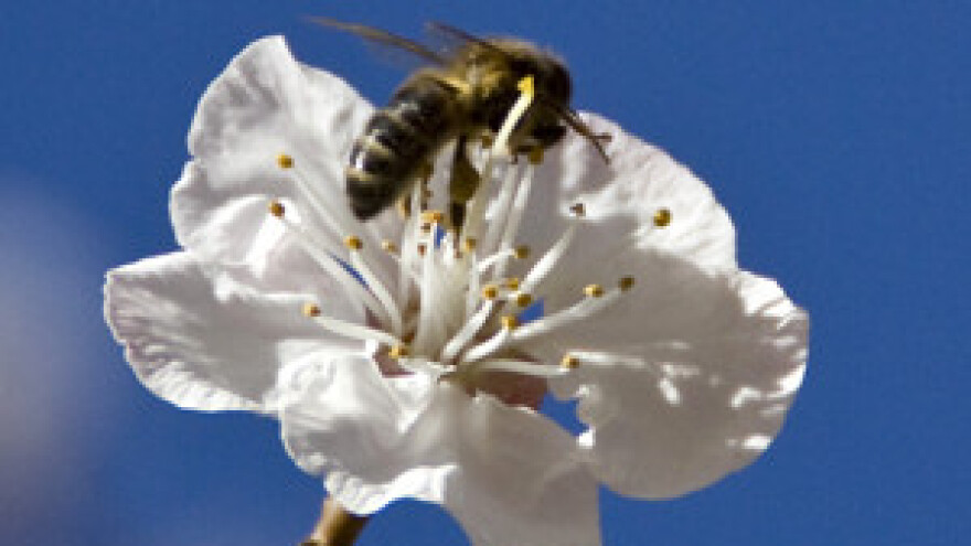 Od meda se može živjeti ako se pčelari na kotačima