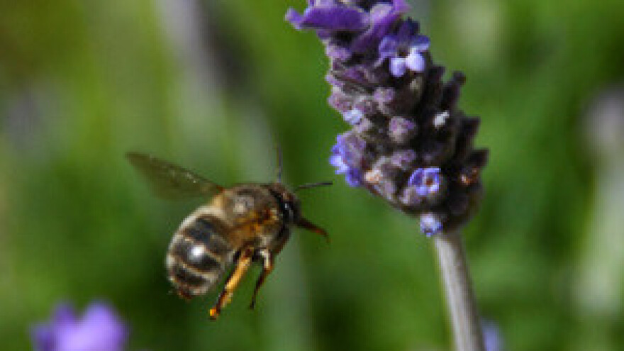 Urod meda zbog suše pao čak za dvije trećine