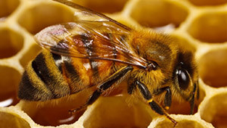 11. Dani meda u Zagrebu