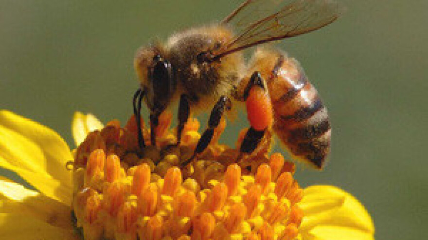 6. Pčelarska manifestacija u Osijeku