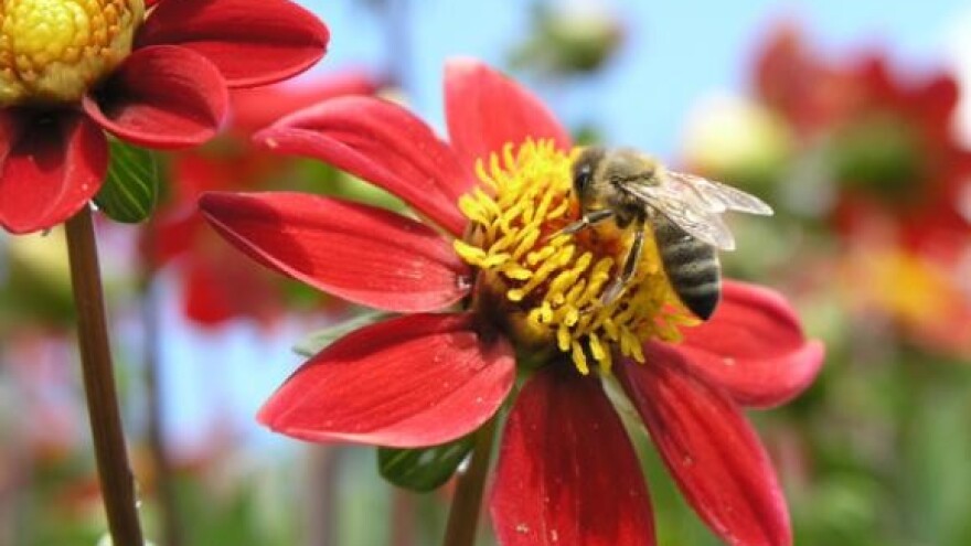 Pčelinji pašnjaci nisu privatan posjed