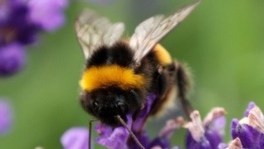 Pčelari planiraju godišnje povući 18 milijuna kuna iz blagajne EU