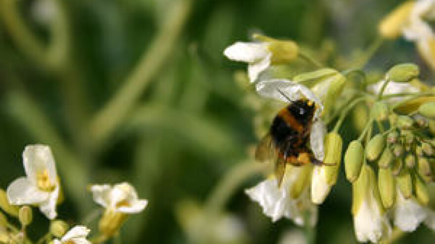 Ministar Tihomir Jakovina svečano otvara 9. Međunarodni pčelarski sajam