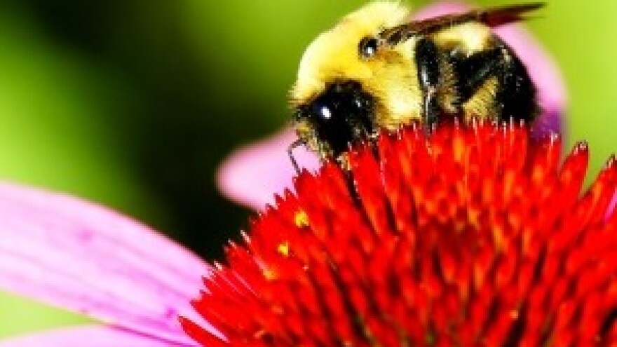 Škola pčelarenja pobudila veliko zanimanje
