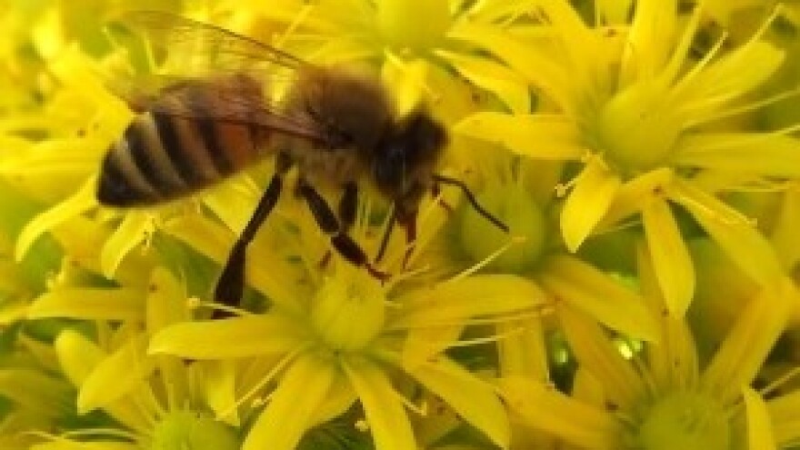 Radionica za pčelare u Rijeci