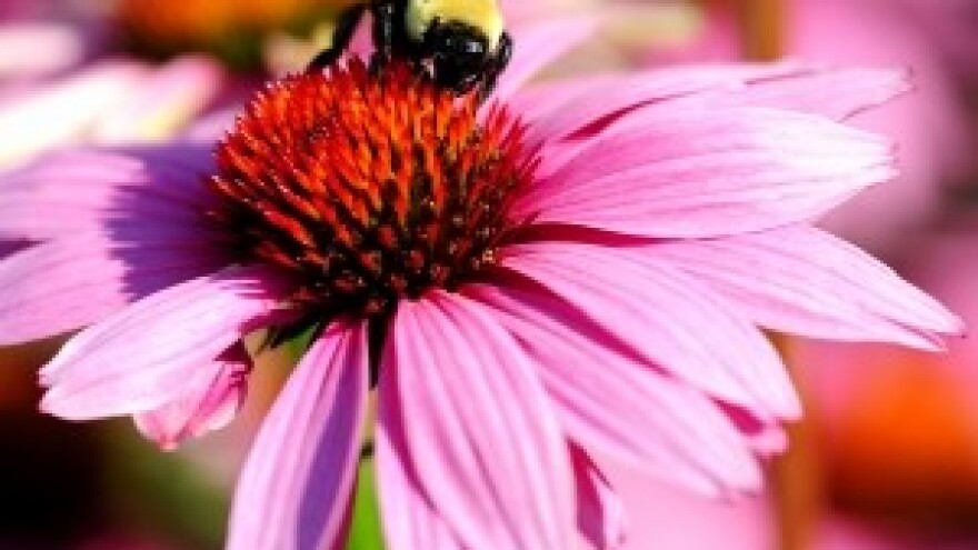 Tražena siva pčela povezala zadarske i slovenske pčelare