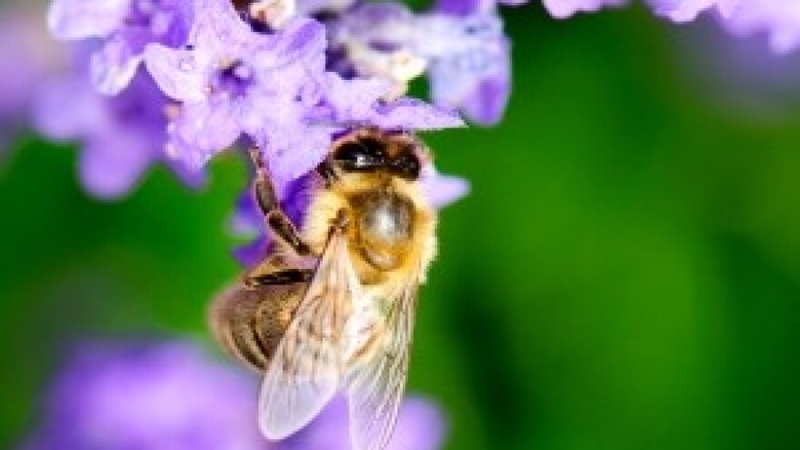 Otvoren pčelarski proizvodni pogon u Našicama