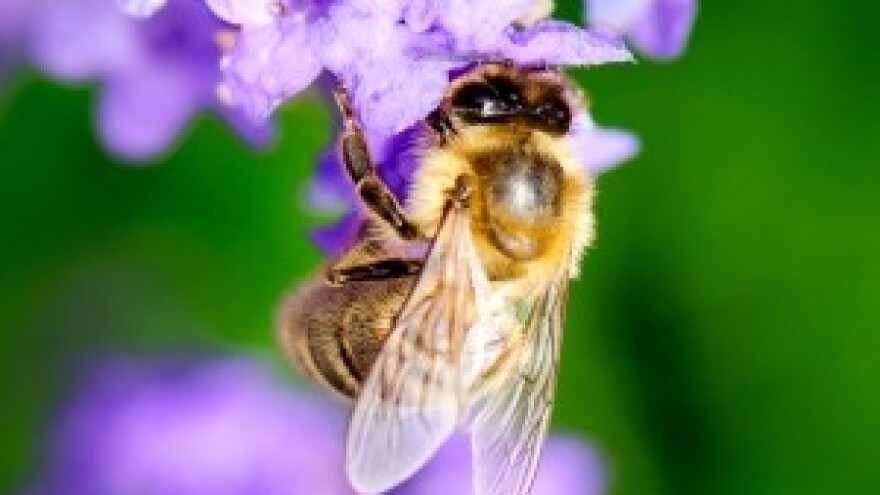 HACCP radionica za pčelare